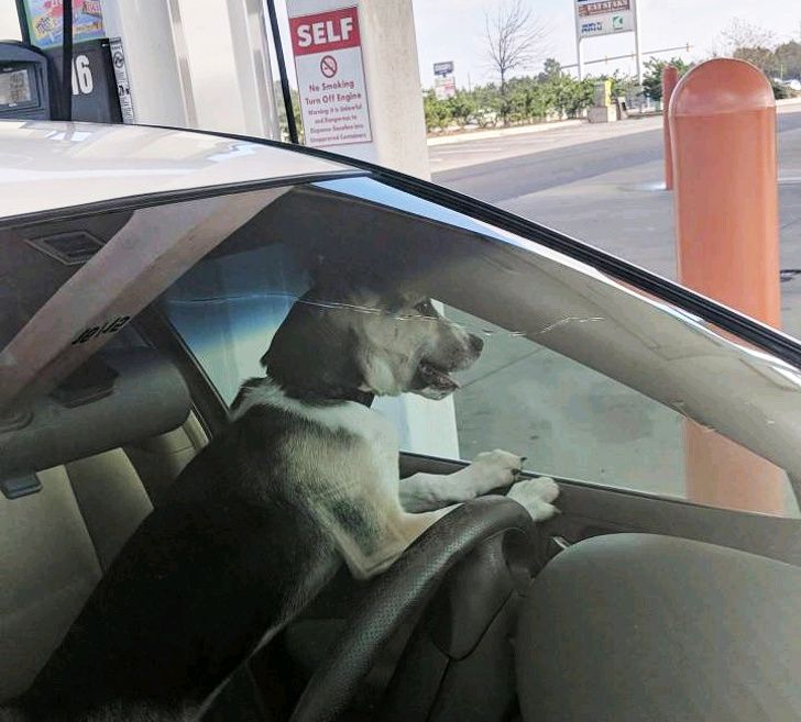 dog locked himself inside a car