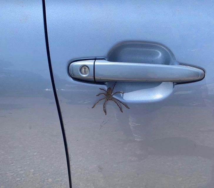 creepy scary spider crawling on a car door handle