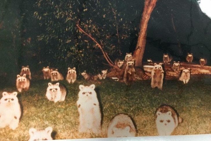 battalion of raccoons