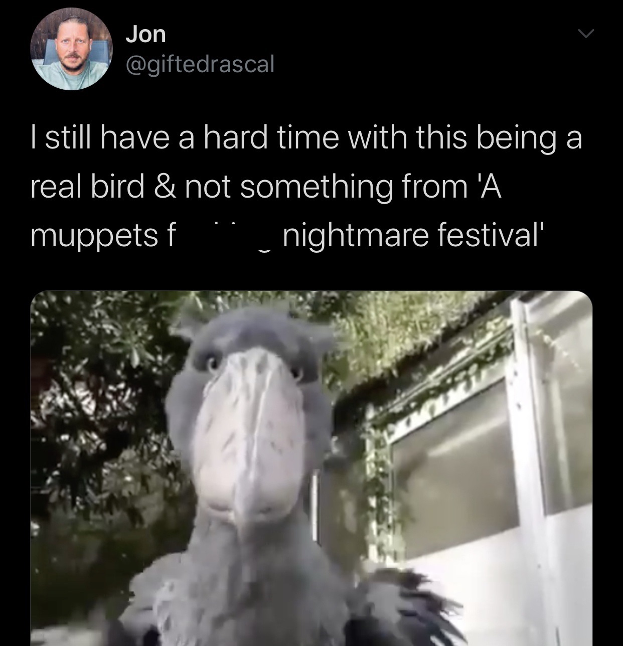 fauna - Jon I still have a hard time with this being a real bird & not something from 'A muppets f nightmare festival'