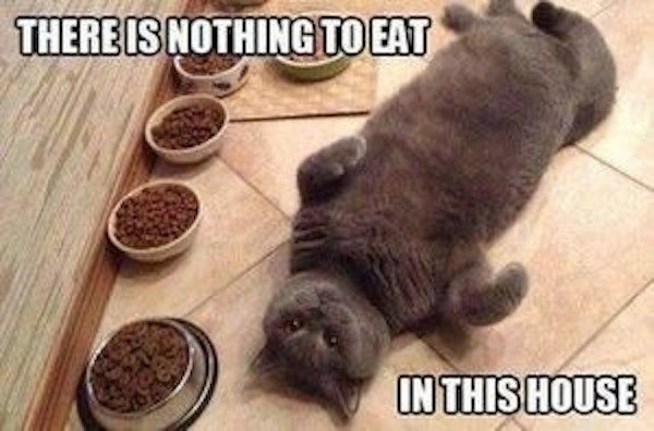 cute sassy cat memes - There Is Nothing To Eat In This House