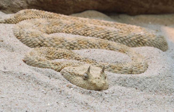 “The Cerastes cerastes, or Saharan horned viper is one of the only snakes with horns!”