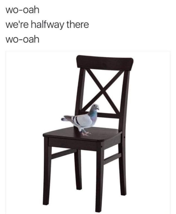pigeon on a chair bon jovi - wooah we're halfway there Wooah mi