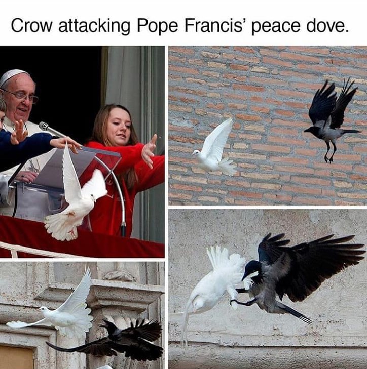 Crow attacking Pope Francis' peace dove.