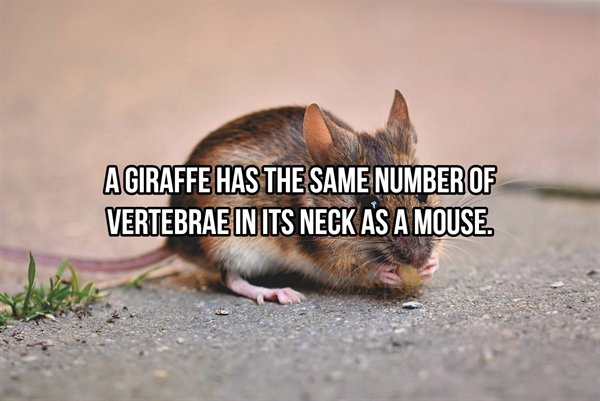 Mouse - Agiraffe Has The Same Number Of Vertebrae In Its Neck As A Mouse.