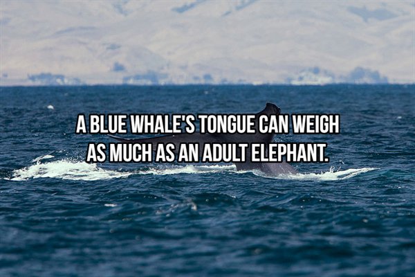 blue whale antarctica - A Blue Whale'S Tongue Can Weigh As Much As An Adult Elephant.