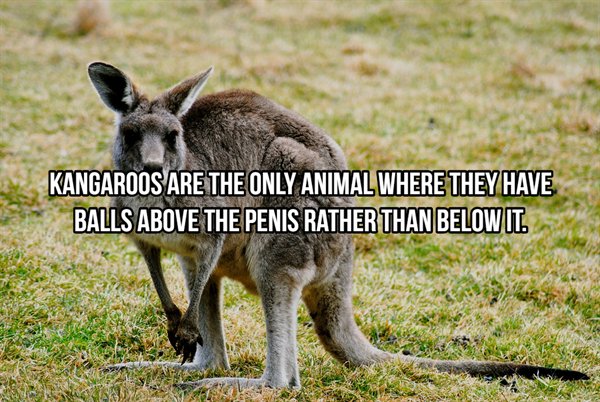 Kangaroo - Kangaroos Are The Only Animal Where They Have Balls Above The Penis Rather Than Below It.