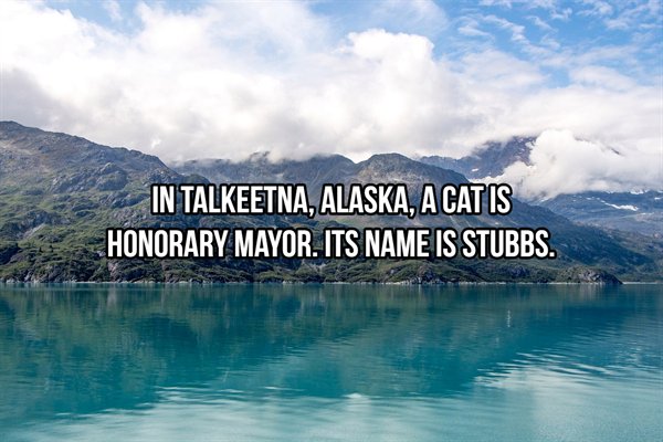 nature - In Talkeetna, Alaska, A Cat Is Honorary Mayor. Its Name Is Stubbs.