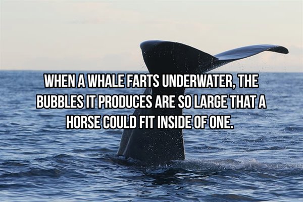 dolphin - When A Whale Farts Underwater, The Bubbles It Produces Are So Large That A Horse Could Fit Inside Of One.