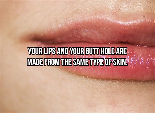 lip - Your Lips And Your Butt Hole Are Made From The Same Type Of Skin.