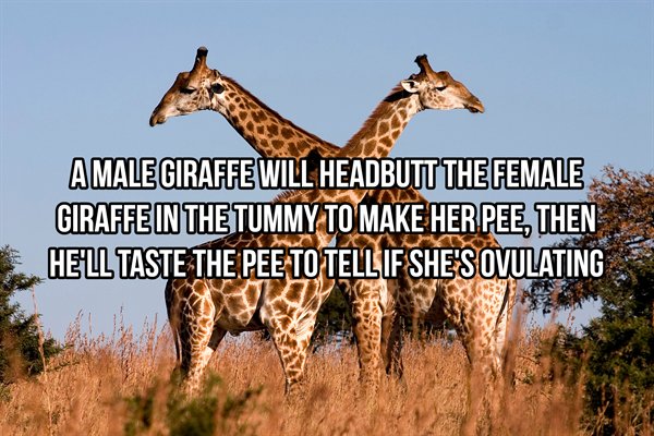 giraffes for kids - Amale Giraffe Will Headbutt The Female Giraffe In The Tummy To Make Her Pee, Then He'Ll Taste The Pee To Tellif She'S Ovulating