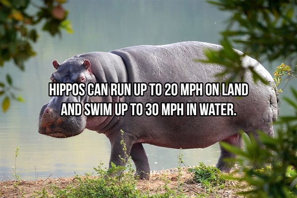 cute hippo - Hippos Can Run Up To 20 Mph On Land And Swim Up To 30 Mph In Water.