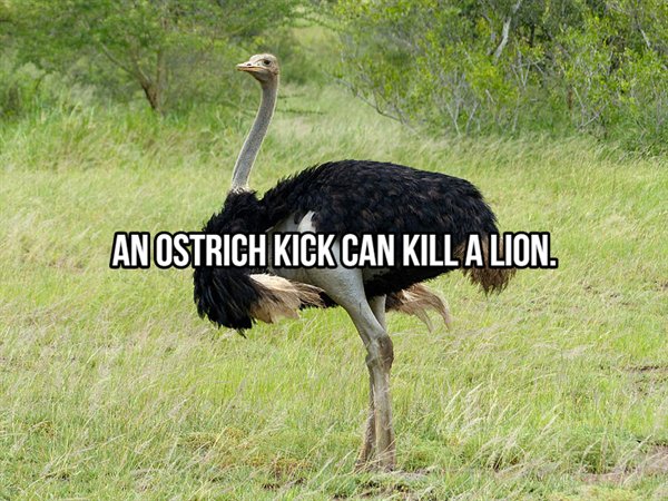 south african ostriches - An Ostrich Kick Can Kill A Lion.