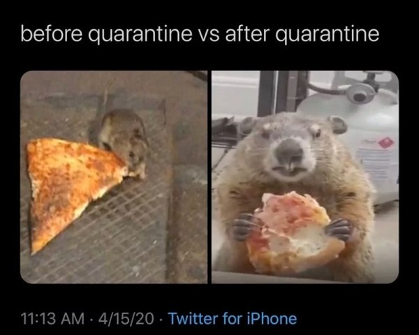 before quarantine vs after quarantine pizza rat groundhog