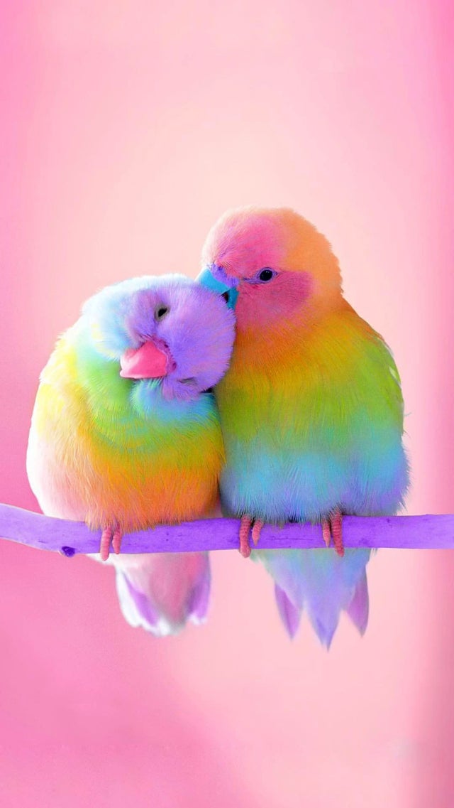 cute birds