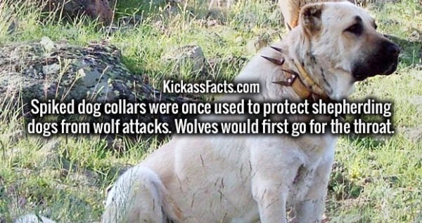 Spiked dog collars were once used to protect shepherding dogs from wolf attacks. Wolves would first go for the throat.