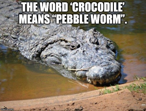 The Word 'Crocodile Means Pebble Worm