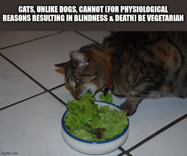 Cats, Unlike Dogs, Cannot For Physiological Reasons Resulting In Blindness & Death Be Vegetarian