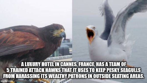 A Luxury Hotel In Cannes, France, Has A Team Of 5 Trained Attack Hawks That It Uses To Keep Pesky Seagulls From Harassing Its Wealthy Patrons In Outside Seating Areas.