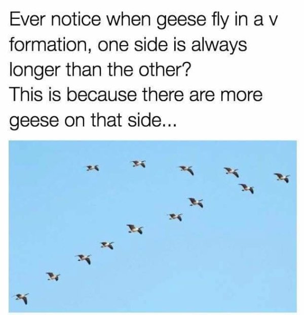 Ever notice when geese fly in a v formation, one side is always longer than the other? This is because there are more geese on that side...