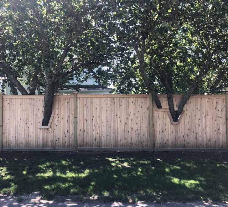 wooden fence built around trees