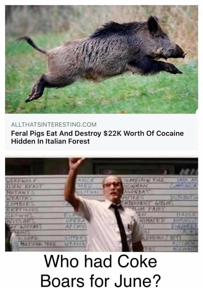 wild boar - Allthatsinteresting.Com Feral Pigs Eat And Destroy $22K Worth Of Cocaine Hidden In Italian Forest Alina Mulare Near Knutes Nowman Alonex Meg Wins Archive Who had Coke Boars for June?