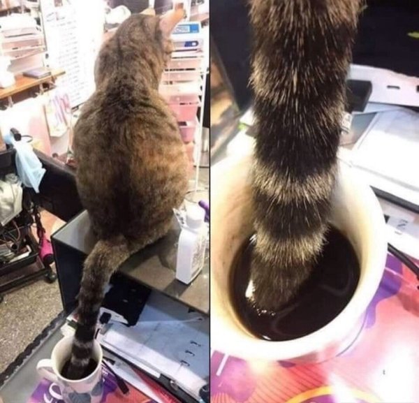 cat dipping its tail in a cup of coffee