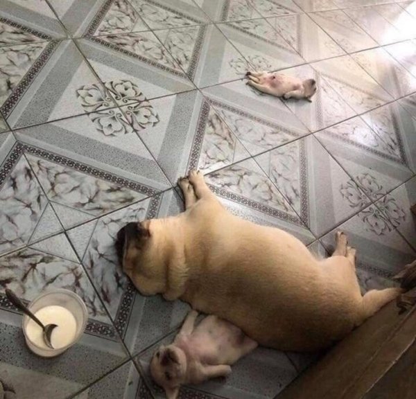 dog sleeping on the floor crushing a puppy under it