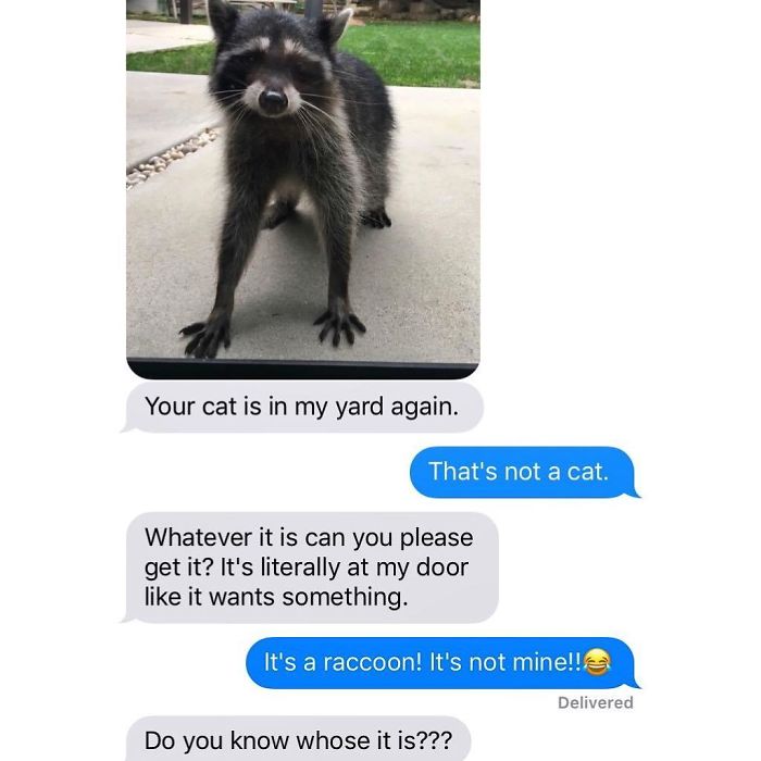 fauna - Your cat is in my yard again. That's not a cat. Whatever it is can you please get it? It's literally at my door it wants something. It's a raccoon! It's not mine!! Delivered Do you know whose it is???