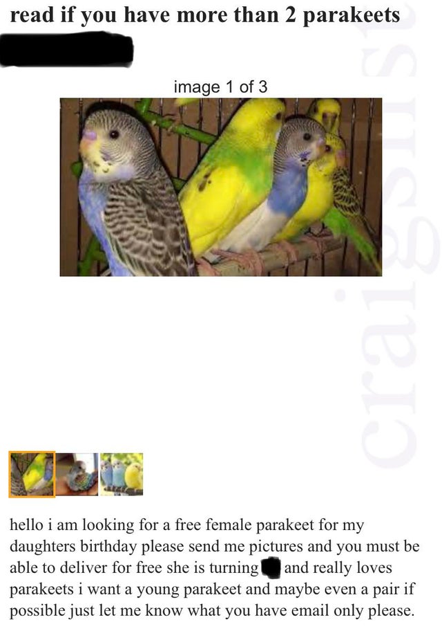 fauna - read if you have more than 2 parakeets image 1 of 3 hello i am looking for a free female parakeet for my daughters birthday please send me pictures and you must be able to deliver for free she is turning and really loves parakeets i want a young p