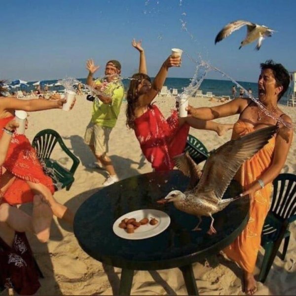 Birds attacking people at the beach