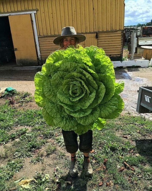 giant vegetables cabbage
