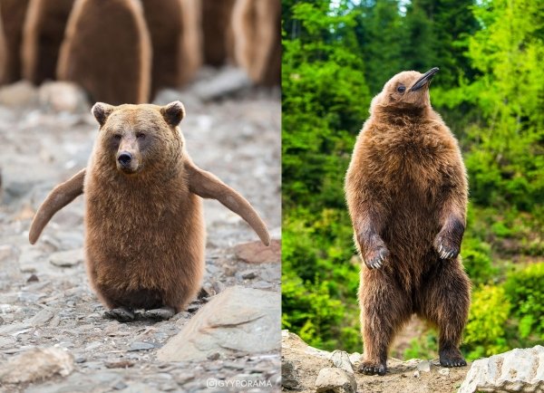 intimidating bears