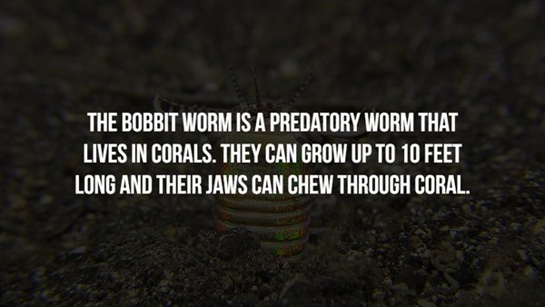 bespoke magazine - The Bobbit Worm Is A Predatory Worm That Lives In Corals. They Can Grow Up To 10 Feet Long And Their Jaws Can Chew Through Coral.