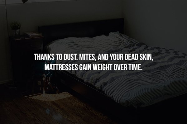 stand and fight - Thanks To Dust, Mites, And Your Dead Skin, Mattresses Gain Weight Over Time.