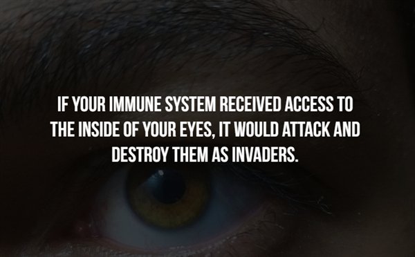 far eastern university institute of technology - If Your Immune System Received Access To The Inside Of Your Eyes, It Would Attack And Destroy Them As Invaders.