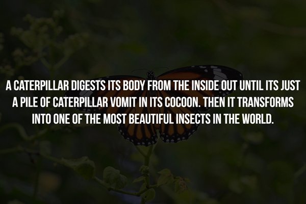 beatboxing - A Caterpillar Digests Its Body From The Inside Out Until Its Just A Pile Of Caterpillar Vomit In Its Cocoon. Then It Transforms Into One Of The Most Beautiful Insects In The World.