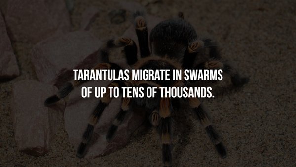 pc mag - Tarantulas Migrate In Swarms Of Up To Tens Of Thousands.