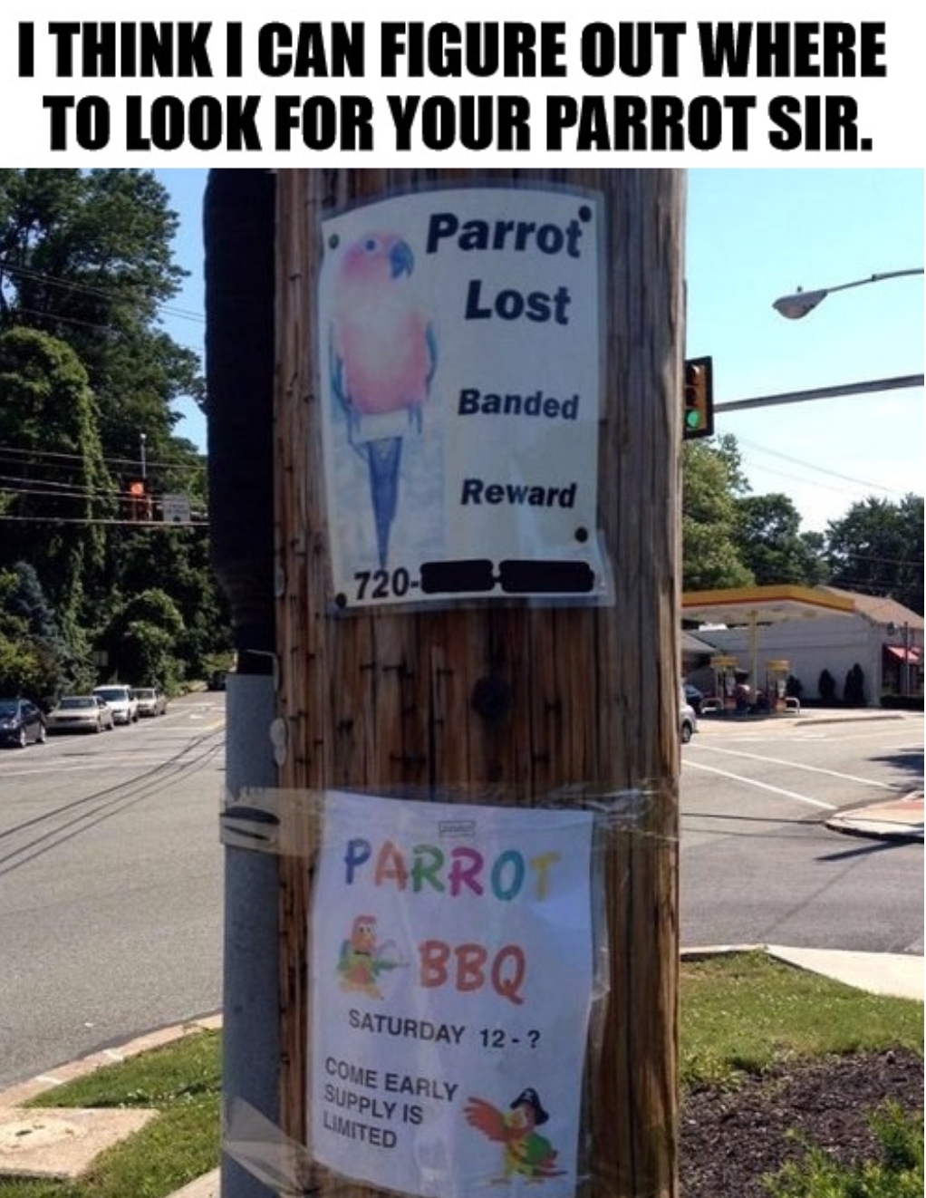 parrot bbq - I Think I Can Figure Out Where To Look For Your Parrot Sir. Parrot Lost Banded Reward 720 Parrot & Bbq Saturday 12? Come Early Supply 1S