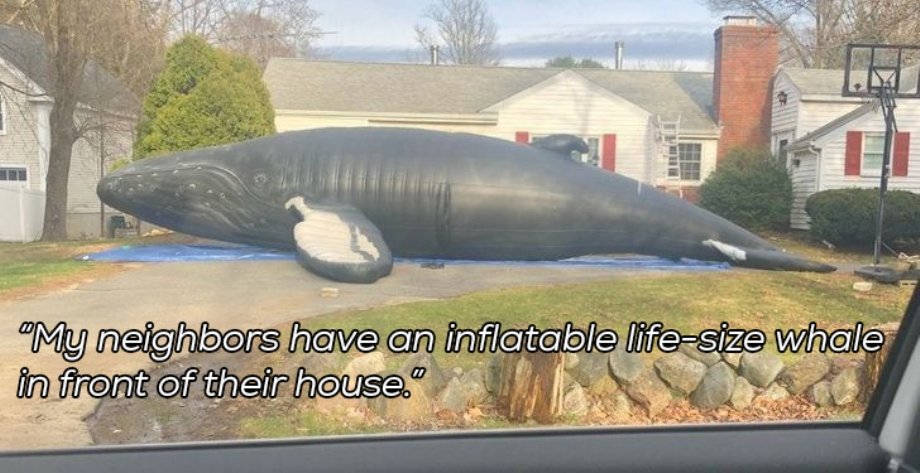 life size inflatable whale - Te "My neighbors have an inflatable lifesize whale in front of their house."
