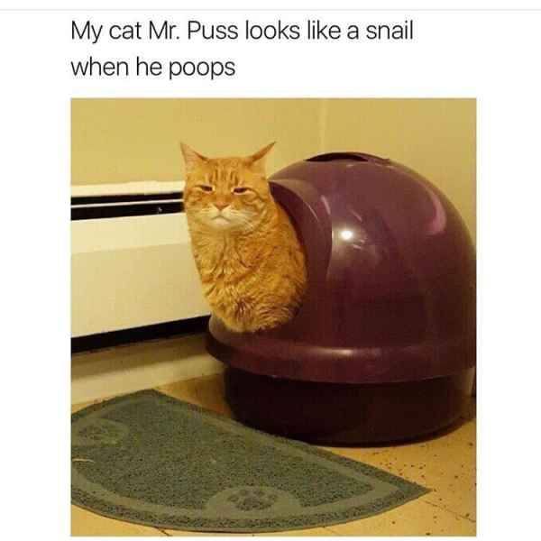 cat looks like a snail - My cat Mr. Puss looks a snail when he poops