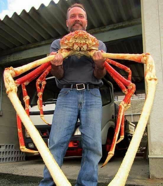 japanese spider crab