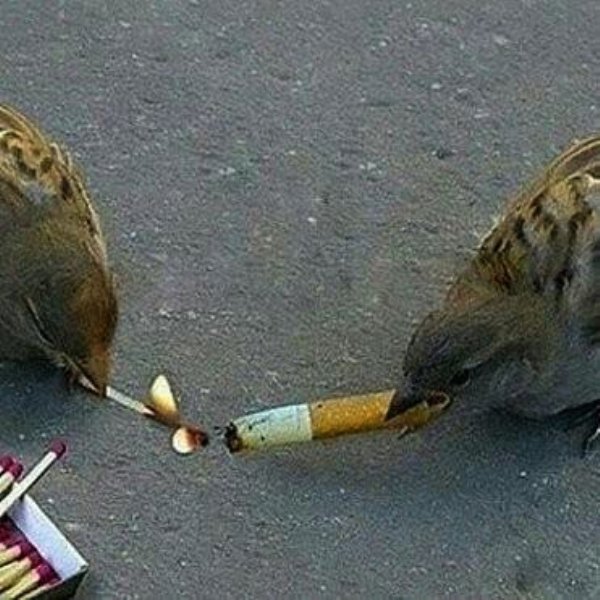 birds smoking