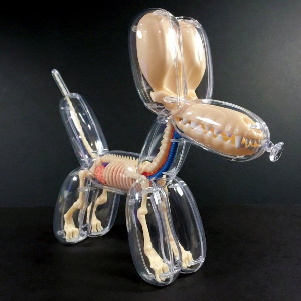 balloon dog anatomy