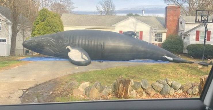 life size inflatable whale - min