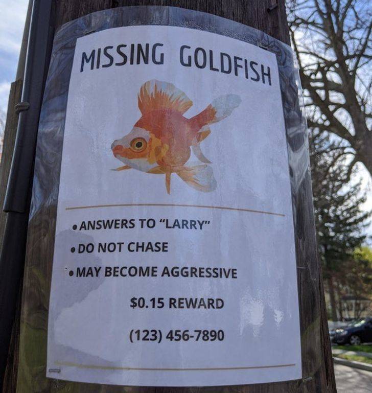 missing goldfish - Missing Goldfish . Answers To "Larry" . Do Not Chase May Become Aggressive $0.15 Reward 123 4567890