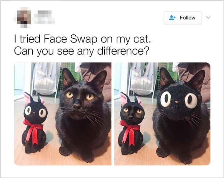 funny clean animal memes - I tried Face Swap on my cat. Can you see any difference? 0.0 0.0
