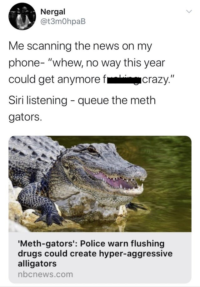 meth gators - Nergal Me scanning the news on my phone "whew, no way this year could get anymore fu crazy." Siri listening queue the meth gators. 'Methgators' Police warn flushing drugs could create hyperaggressive alligators nbcnews.com