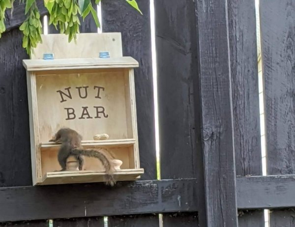 window - Nut Bar