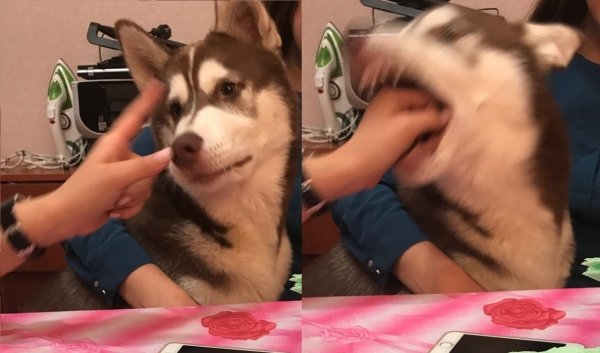 Dog looking nice but tries to bite person who is petting it